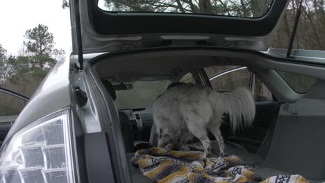 Perro-Pastor-Australiano-En-Cámara-Lenta-De-Coche-Hatchback