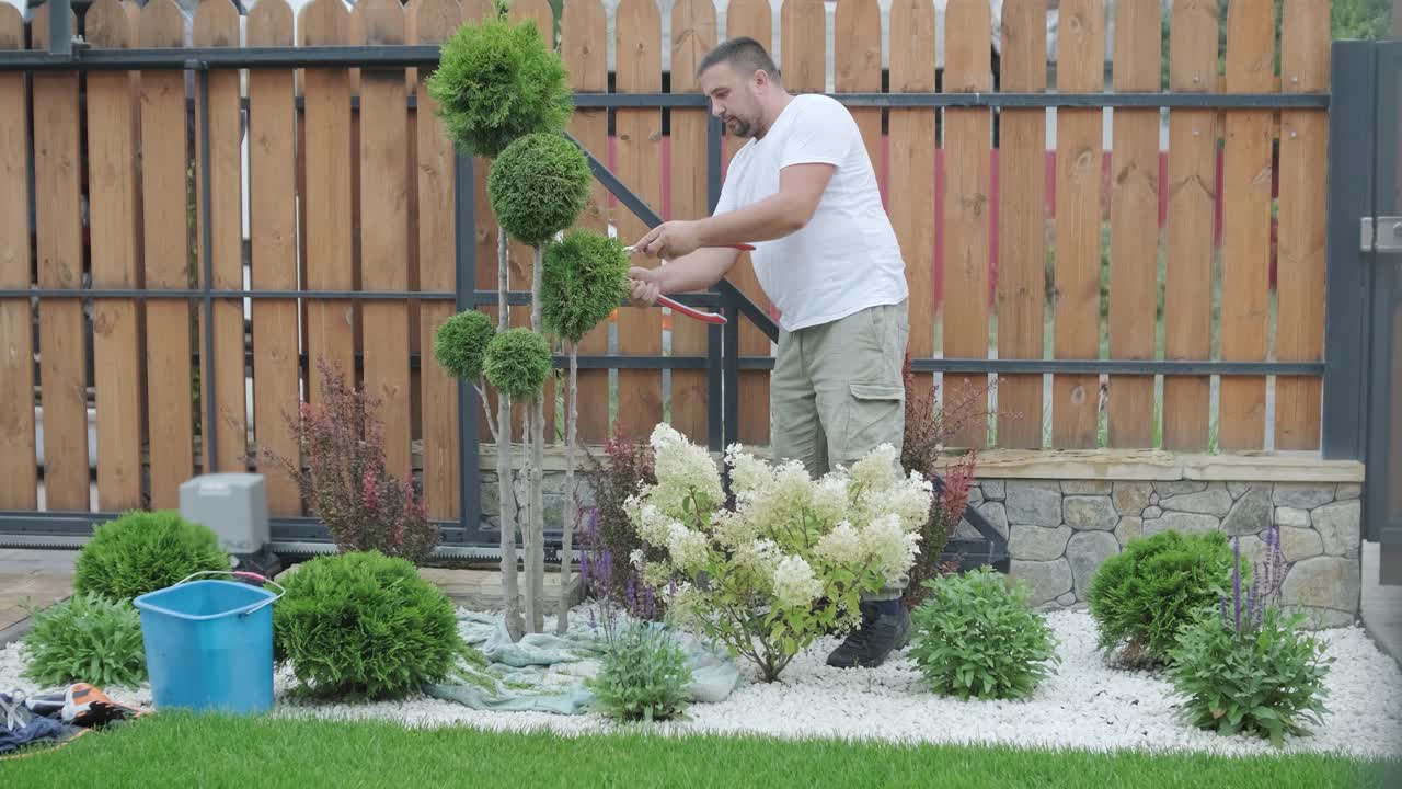un jardinero poda arbustos decorativos con tijeras en un patio ajardinado, centrándose en la formación de plantas y la estética del jardín. valla de madera y césped verde en el fondo