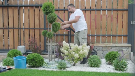 a gardener prunes decorative shrubs with shears in a landscaped yard, focusing on plant shaping and garden aesthetics. wooden fence and green lawn in the background