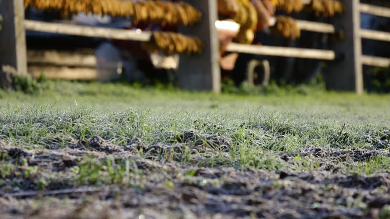 지붕 아래에 매달려 있는 옥수수