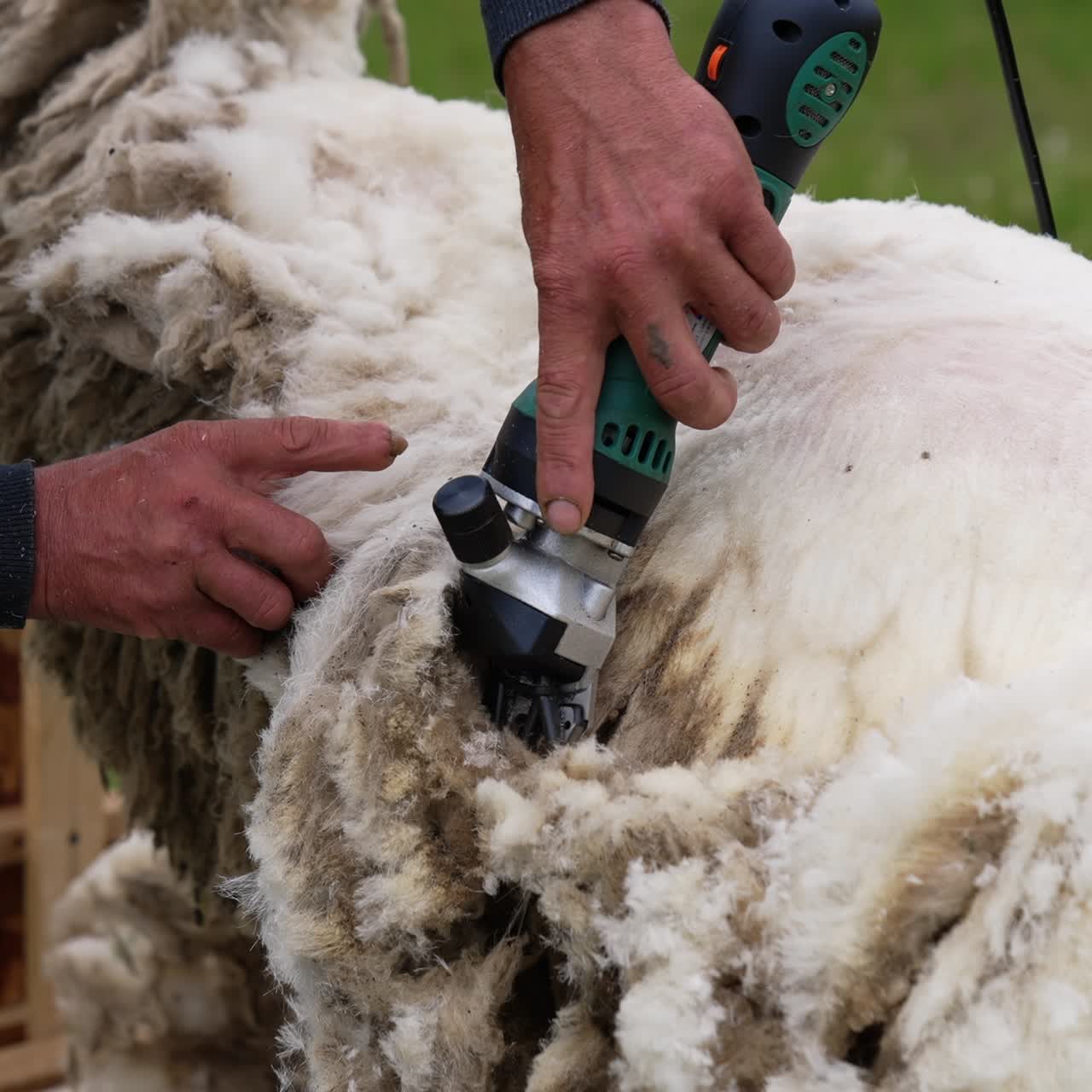 Traditional sheep shearing. Agricultural process of cutting wool for further production of fleece on a farm. Farmer trimming sheep with a shearer