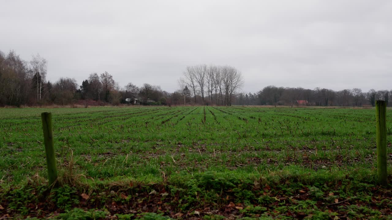 Grasbewachsenes Bauernfeld in den Niederlanden, Zaun im Vordergrund in 4K.