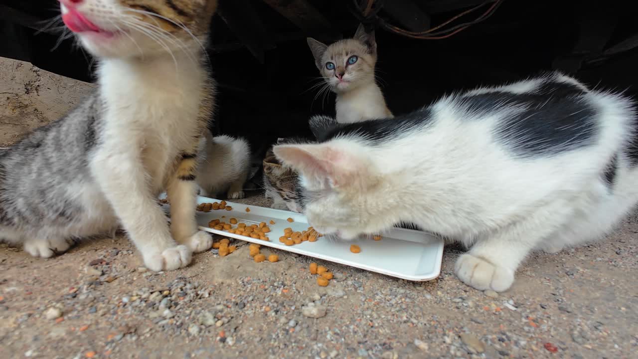 Fünf streunende Katzen teilen sich Futter unter einem Auto und stellen so einen Moment des Überlebens dar