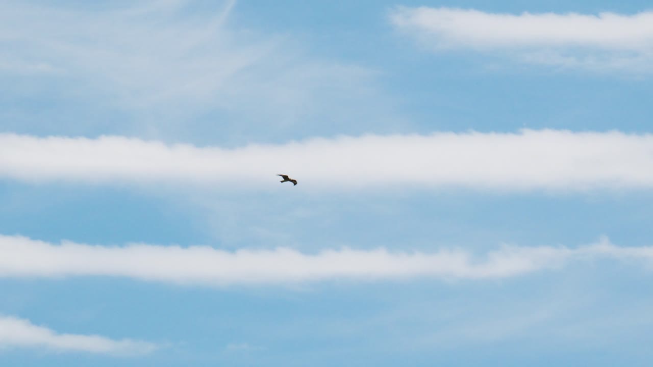 Ørn svæver yndefuldt gennem en klar blå himmel. Skyer driver nedenfor, mens fuglen flyver frit. Perfekt til natur-, dyrelivs- eller rejseprojekter. Rolig, fredfyldt og majestætisk atmosfære.