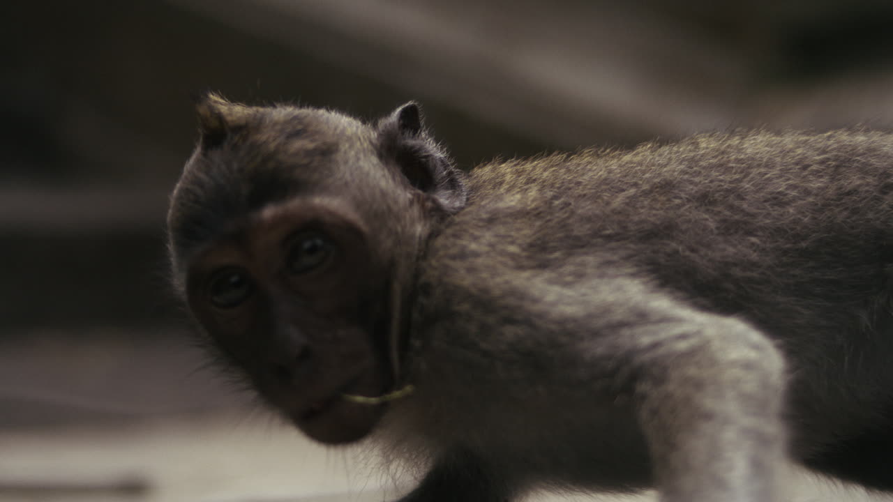 Monkey lying down resting peacefully on temple ground in Indonesia