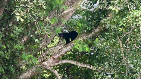 Asian-Black-Bear-Climbing-down-a-Fruiting-Tree,-Ursus-thibetanus,-is-also-called-the-Asiatic-Black-Bear