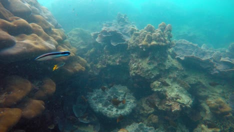 Unterwasseraufnahme-Von-Korallen-Und-Fischen,-Die-In-Der-Andamanensee-Schwimmen