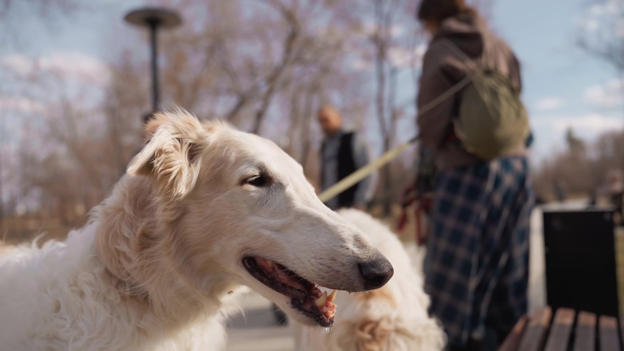 Un cane bianco con pelo lungo siede tranquillamente in un parco, accompagnato da persone e altri cani. La scena presenta una luce diurna soffusa che filtra attraverso gli alberi, creando un'illuminazione naturale calda sul manto del soggetto.