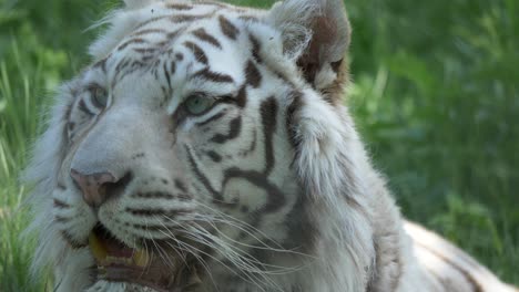 cute white bengal tiger resting in the shade amidst green grassy field