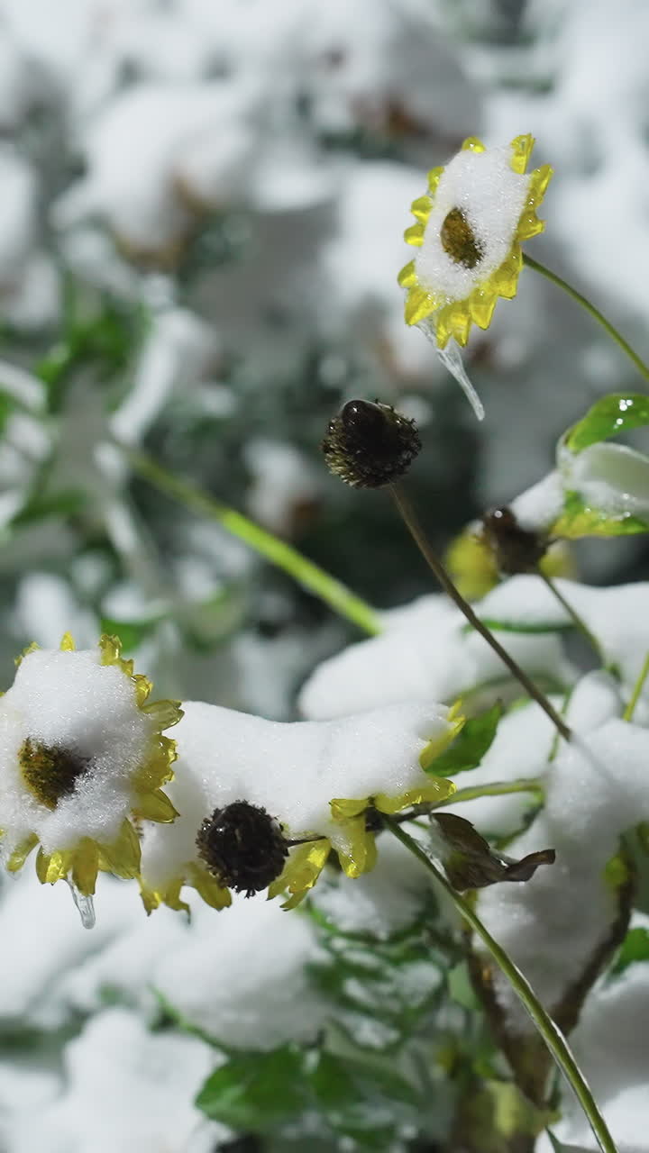 Girasoli coperti di neve avvolti in fresca neve bianca, circondati da piante brinate in un sereno ambiente di giardino invernale con uno sfondo morbido e sfocato.