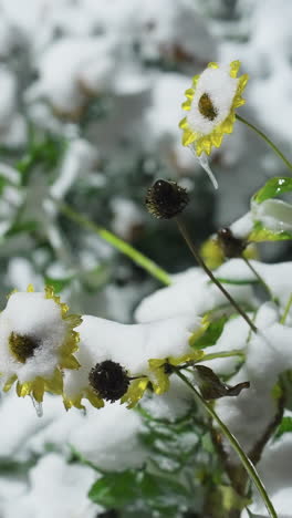 girasoles cubiertos de nieve cubierto de nieve blanca fresca, rodeado de plantas heladas en un entorno de jardín de invierno sereno con fondo suave y borroso