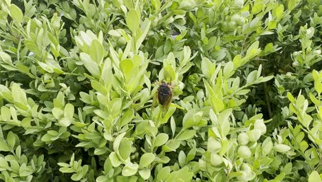 Cicada-hanging-out-on-a-boxwood-in-the-summer