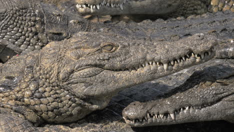 grupo de cocodrilos