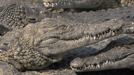 group of crocodiles