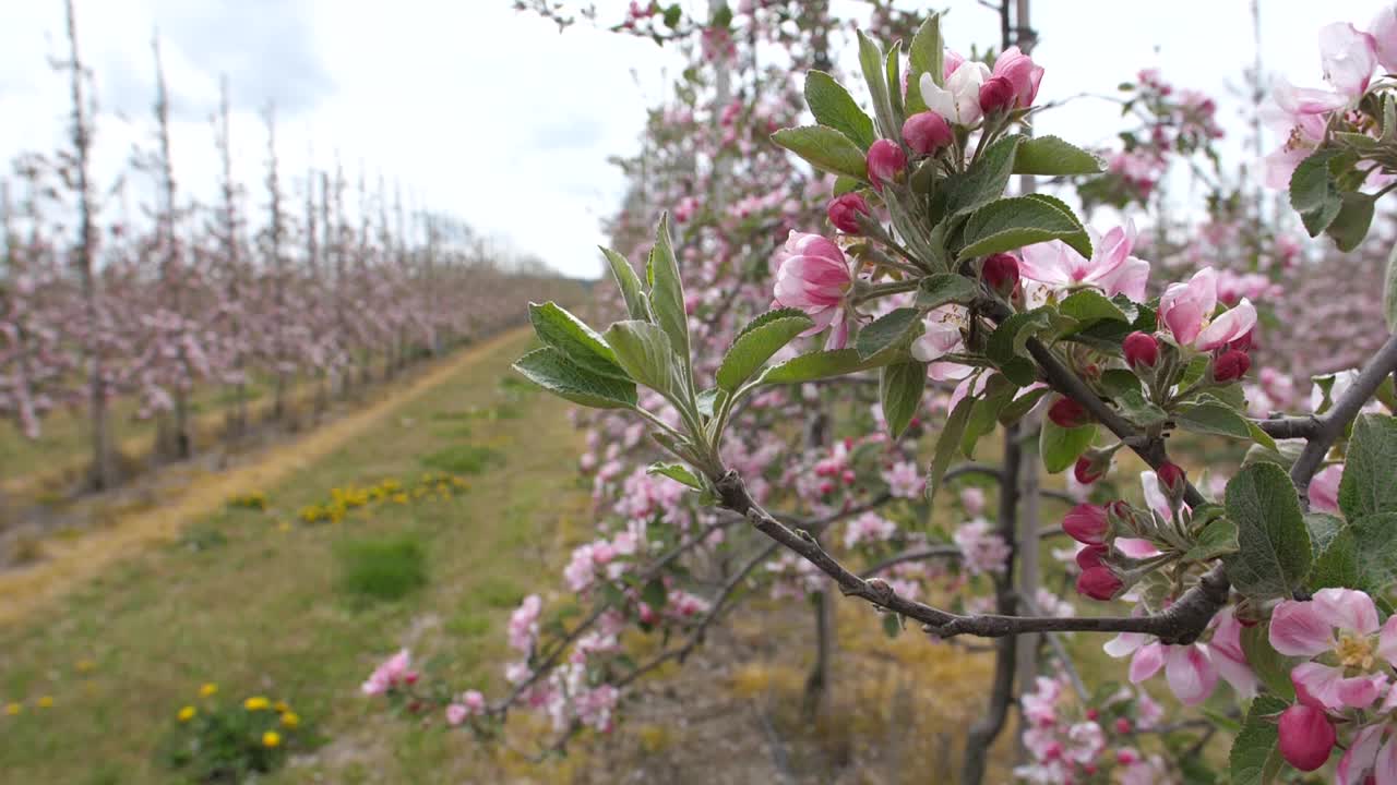 Meli Braeburn in filari con fiori rosa a maggio nel Kent, Regno Unito.