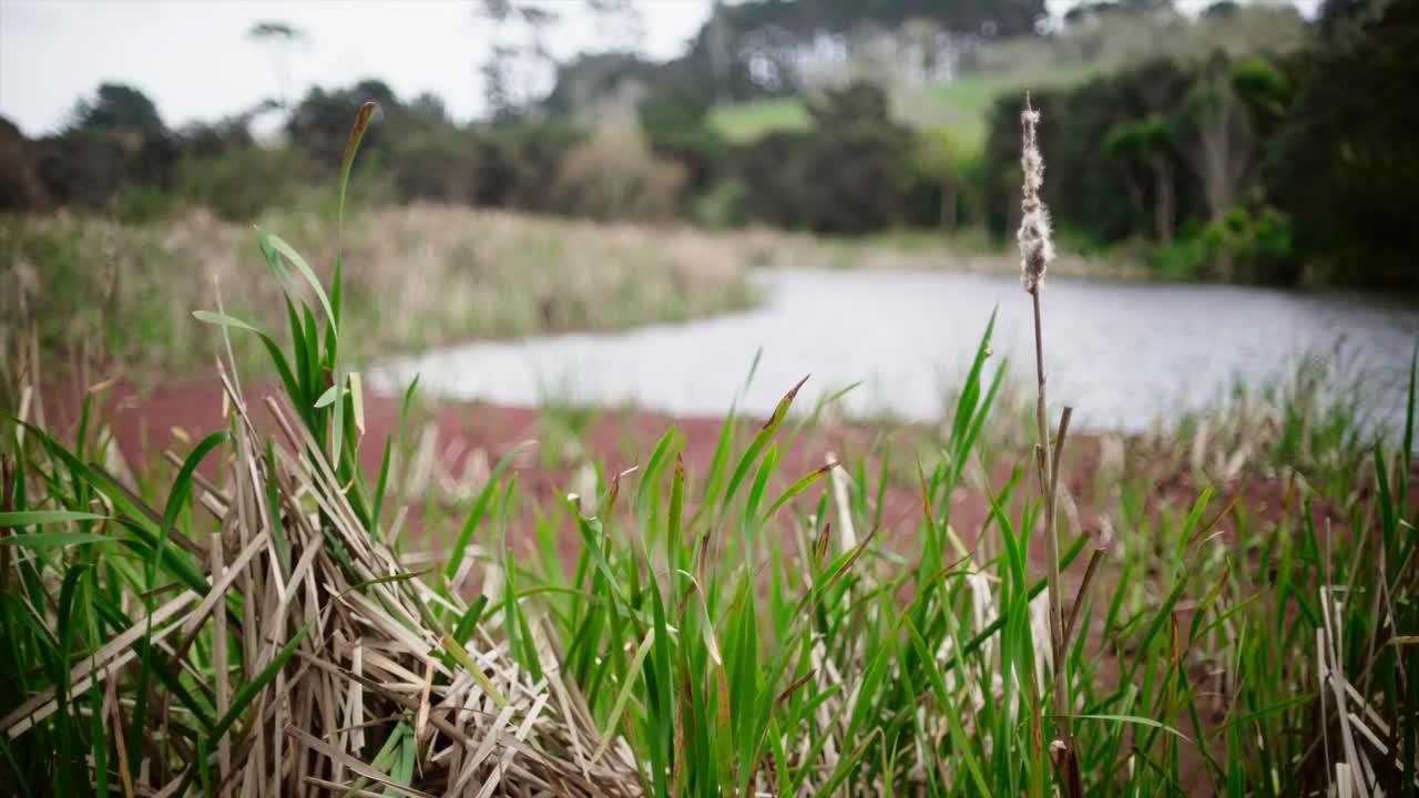 야생에서 흔들리는 푸른 잔디와 연못