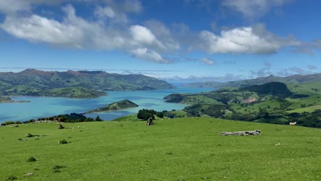 looking down sunny banks peninsula bay over a green meadow