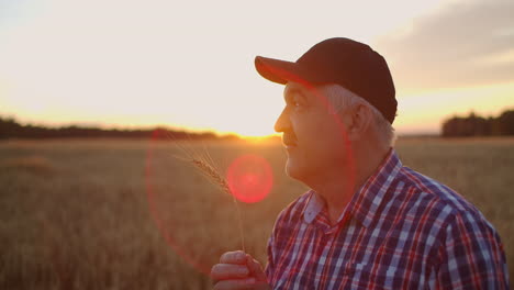 portrait of an elderly farmer in a cap at sunset in a field of wheat sniffing brush rye. enjoy the aroma of cereal standing in the field