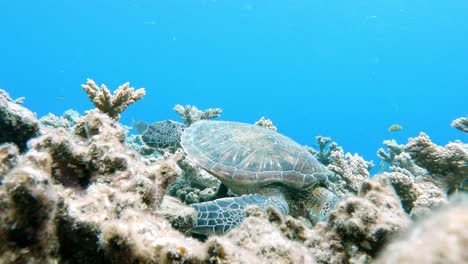 a beautiful green sea turtle feeding in crystal clear ocean- underwater, side view