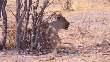 Una-Hembra-De-León-Se-Sienta-En-La-Sabana-De-África-En-El-Parque-Nacional-De-Etosha,-Namibia