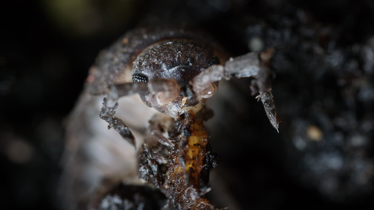 Woodlouse eating grub. Common rough woodlouse, Porcellio scaber, macro closeup in soil.