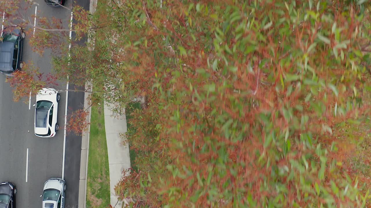 나무 꼭대기 위로 거리를 달리는 자동차