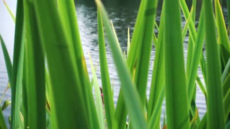 Panning-by-green-reed-in-slow-motion,-water-from-a-lake-showing-in-between