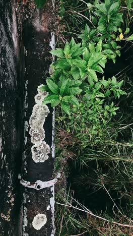 overgrown gutter with moss
