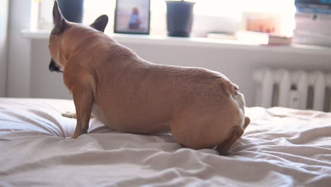 Cámara-Lenta-De-Un-Lindo-Bulldog-Francés-Acostado-En-Una-Cama-Suave-Y-Acogedora-En-El-Interior-Durante-La-Luz-Del-Sol-En-El-Fondo,-Relajándose-Y-Descansando-Al-Sol