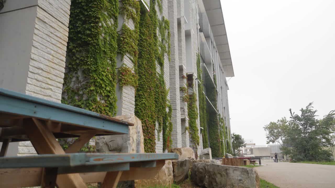 slow revealing shot of green vines growing up the side of a building