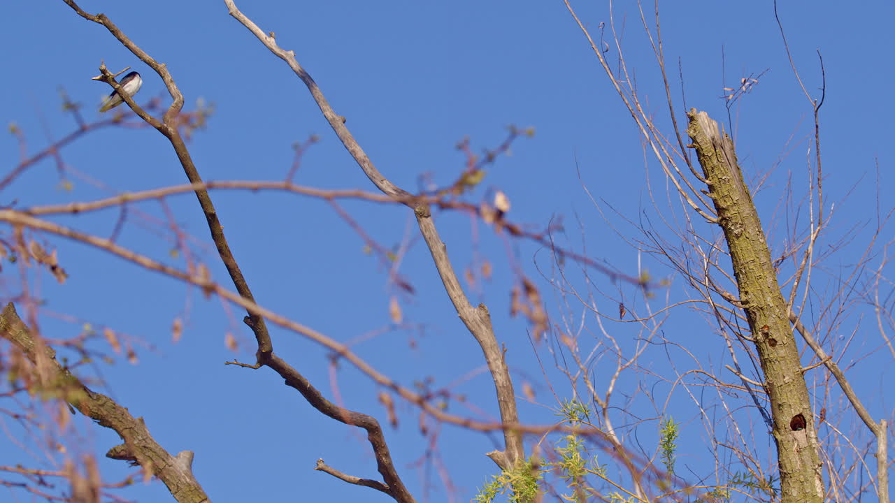 Vivid slow motion visuals of purple martins in a springtime aerial display.