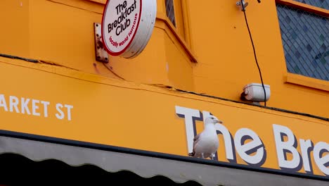 seagull perched on a vibrant shop sign