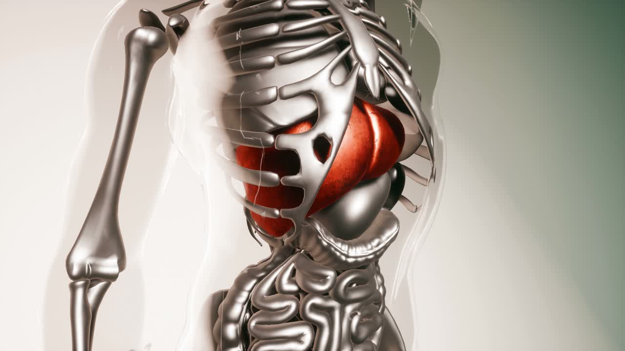 modelo de hígado humano con todos los órganos y huesos