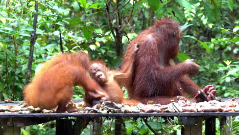 los orangutanes hermanos pelean mientras la madre come.