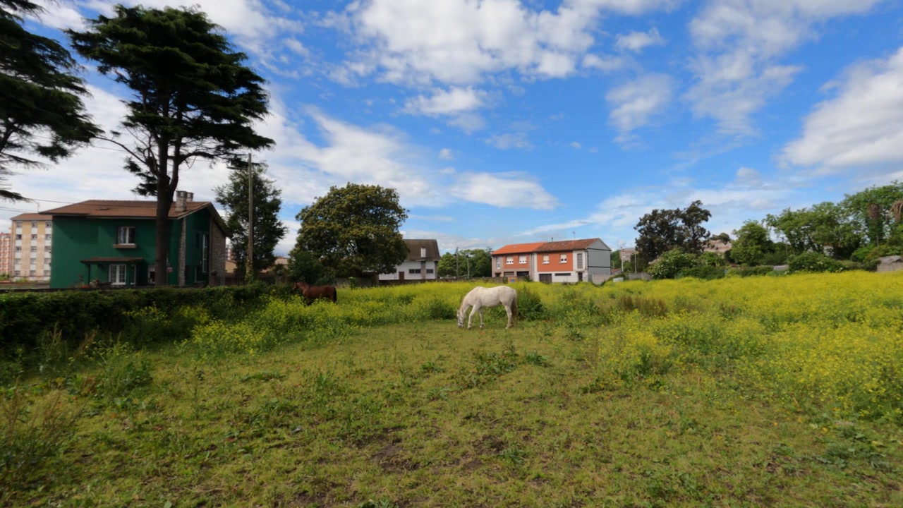 Caballo blanco pastando en un exuberante prado de flores silvestres amarillas con casas residenciales y árboles al fondo