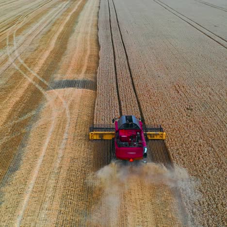 red harvesting machine harvests crop in endless field. dry wheat in field. video from above on working technic