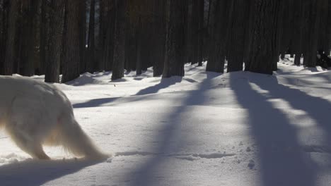 White-Swiss-Shepherd-Dog-In-Snowy-Forest-Walking-From-Right-To-Left-In-Slowmotion