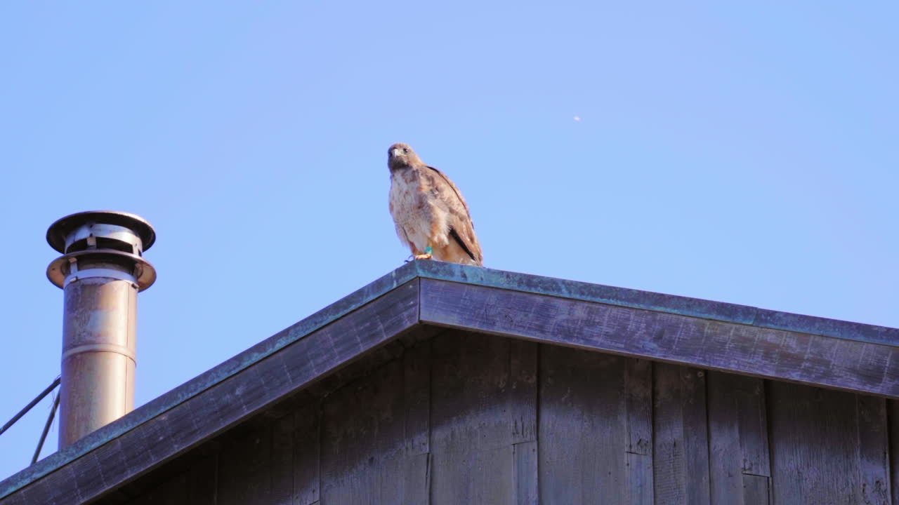 un halcón de cola roja en vuelo a cámara lenta desde una percha en un tejado junto a una estufa