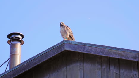 Ein-Rotschwanzbussard-Fliegt-In-Zeitlupe-Von-Einer-Stange-Auf-Einem-Dach-Neben-Einem-Ofenrohr