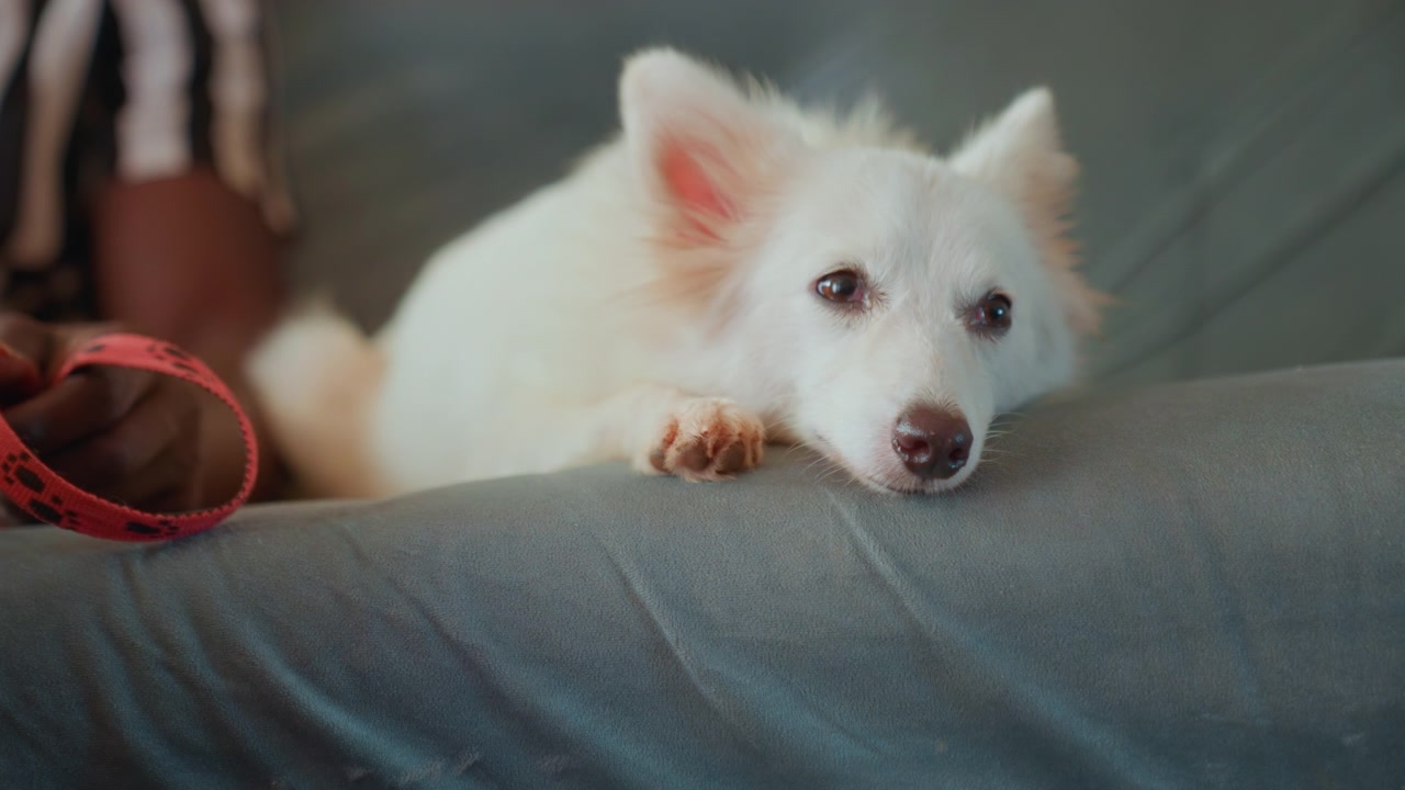 Calm canine sitting. Small white dog sitting quietly and patiently. Quiet tiny dog gazes attentively at its owner close by. Serene and little bright puppy calmly watches its owner who is nearby