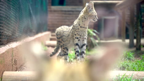 Kameraschwenk-Einer-Afrikanischen-Servalkatze