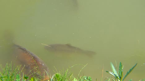 carps in cloudy water