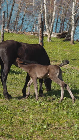 equine cub sucks mother milk grazing on meadow surrounded by mesh fence slow motion. bay mare with small suckling foal at large ranch paddock