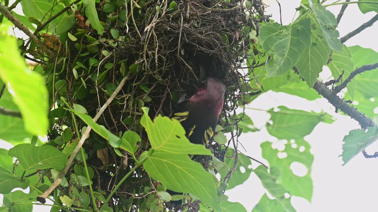 Banded Broadbill, Eurylaimus javanicus, 4K Footage, Khao Yai National Park, Thailand