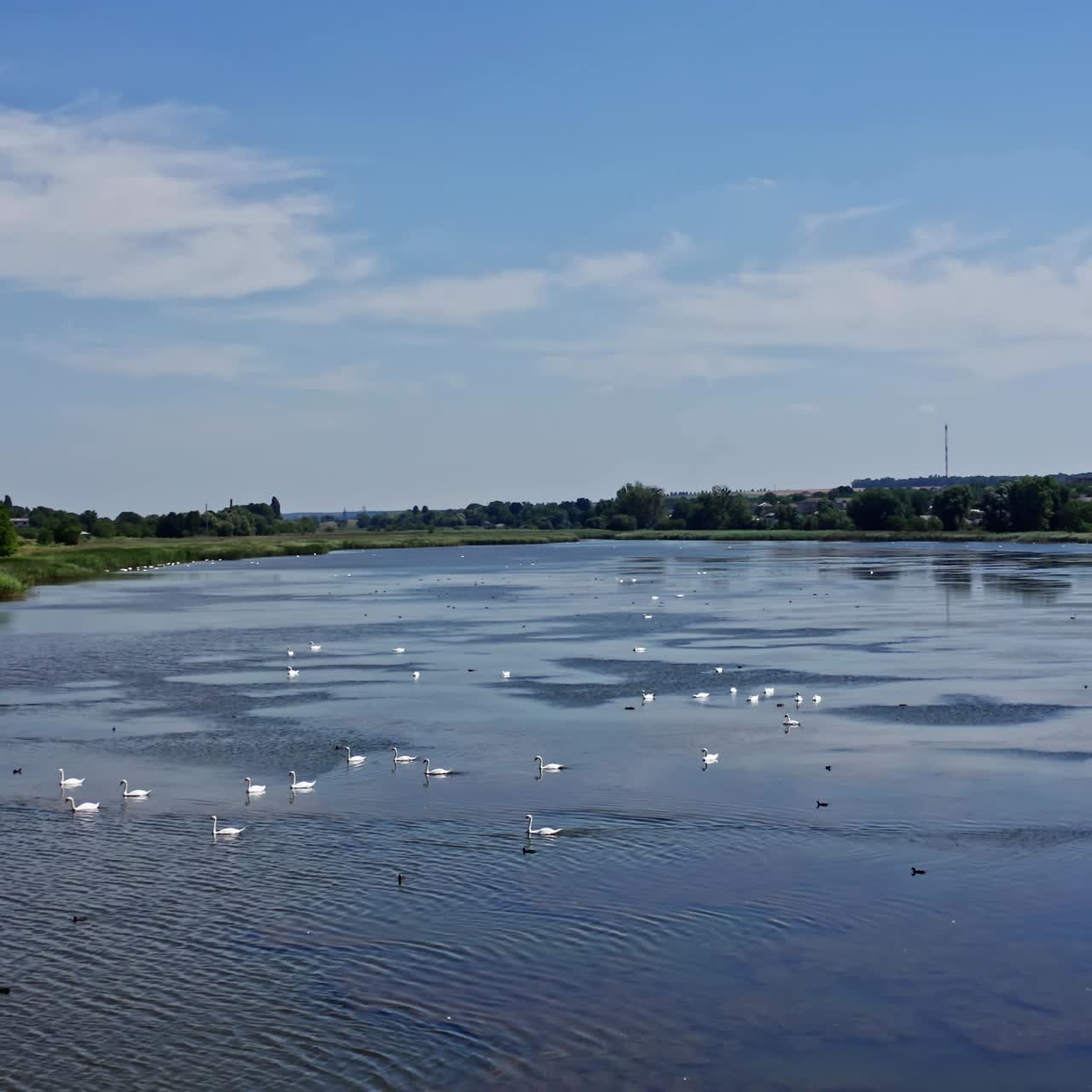 Trumpeter swan parents with cygnets on river. Beautiful proud birds with chicks. Wildlife beauty. Video from above