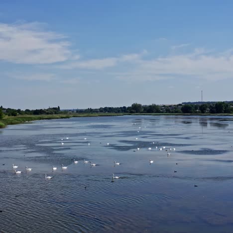 trumpeter swan parents with cygnets on river. beautiful proud birds with chicks. wildlife beauty. video from above