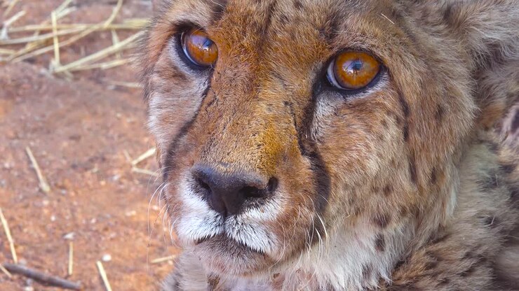 Beautiful close up of a cheetah with soulful brown eyes looking into the distance on the plains of Africa 2