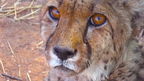 Hermoso-Primer-Plano-De-Un-Guepardo-Con-Conmovedores-Ojos-Marrones-Mirando-A-Lo-Lejos-En-Las-Llanuras-De-África-2