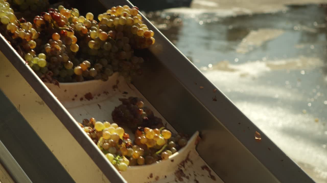 Close up of hand harvested ripe grapes going up an elevation belt, wine industry automation, in Italy