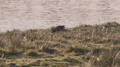 El-Pato-Está-Buscando-Comida-En-Un-Campo-Cerca-De-Un-Estanque